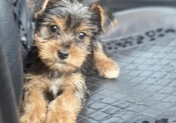 11 week old male yorkie