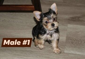 Yorkie puppy male 1