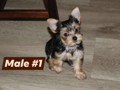 Yorkie puppy male 1