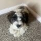 🐾 Meet Charlie – Your New Best Friend! 🐾