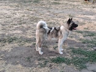 Rehoming Pregnant American Akita Female