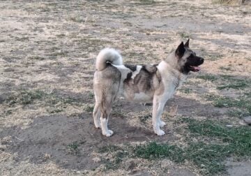 Rehoming Pregnant American Akita Female