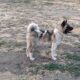 Rehoming Pregnant American Akita Female