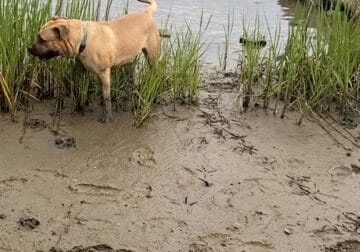 Presa Canario needs good home
