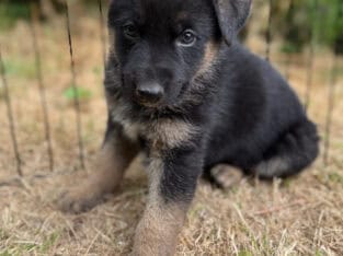German Shepherd/Husky Puppies