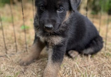 German Shepherd/Husky Puppies