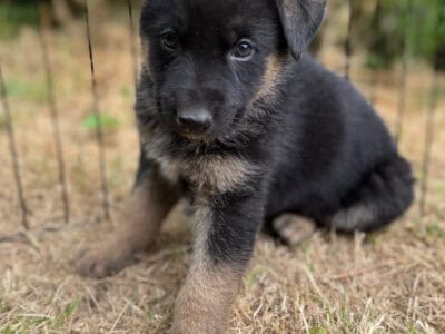 German Shepherd/Husky Puppies