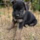 German Shepherd/Husky Puppies