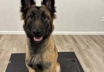Belgium Malinois