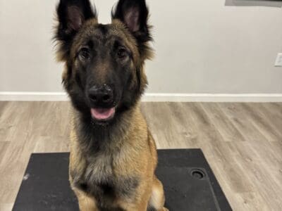 Belgium Malinois