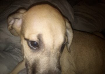 Great Dane