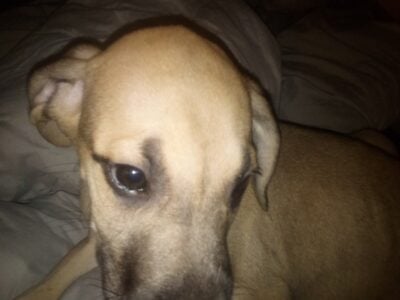 Great Dane
