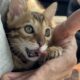 Amazing Simba Bengal Kitten