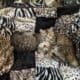 American Bobtail kittens available Purrfect! ❤️
