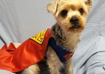 CKC Male Yorkshire Terrier