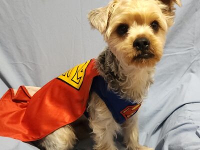 CKC Male Yorkshire Terrier