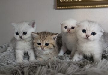 Scottish fold and straight kittens