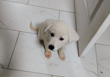 Great Pyrenees Puppy