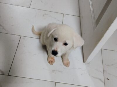 Great Pyrenees Puppy