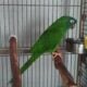 Blue Crown Conure