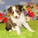 AKC Sheltie Puppies Ready Now Sable and Tricolor