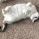 White Cat to Rehome