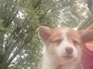 Corgi puppies