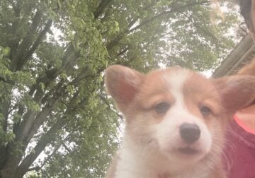 Corgi puppies