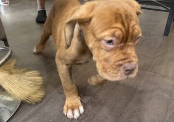 Gorgeous French Mastiffs