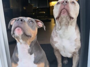 Triple Registered American Bully Puppies