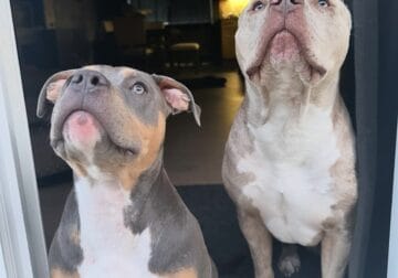 Triple Registered American Bully Puppies