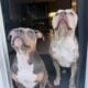 Triple Registered American Bully Puppies