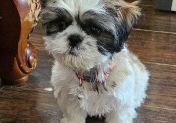 Shih-Tzu Puppy for Sale