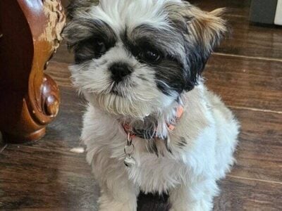Male Shih-Tzu for Sale
