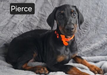 Pierce