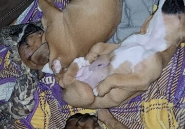 Boxer puppies