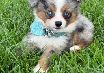 Toy Australian Shepherd