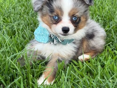 Toy Australian Shepherd