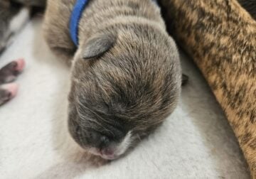3 quater staffy 1 quater whippet