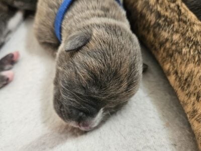 3 quater staffy 1 quater whippet