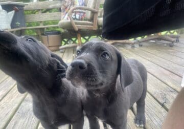 Great Labradane puppies