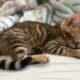 Amazing Simba Bengal Kitten