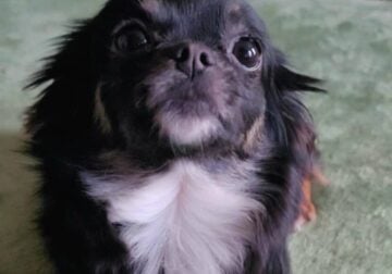 Chihuahua girl Panda