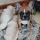 French Bulldog Puppies