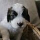Saint Berdoodle Puppies