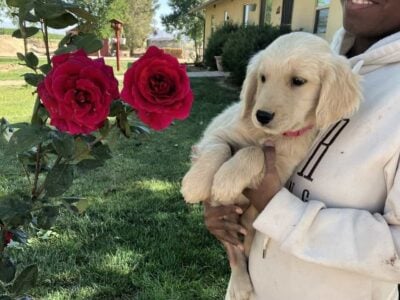 AKC Golden retriever puppies for sale