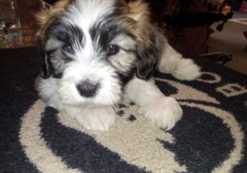 Teddy Bear Shichon