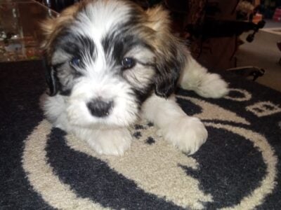 Teddy Bear Shichon