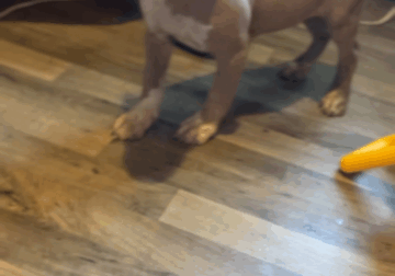 Xl American bully