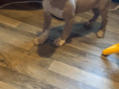 Xl American bully